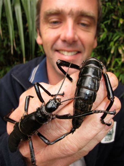 Tree Lobster insects of Lord Howe Island are back from extinction