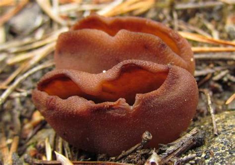 Pezizaceae Fungi – Leah Wood