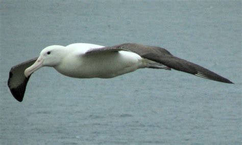 Becoming: The Albatross Around My Neck