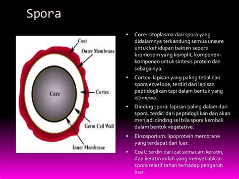 Pewarnaan spora pada bakteri kelas 11.5