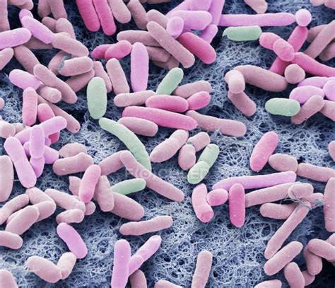 Colored scanning electron micrograph of rod-shaped Gram-negative bacteria Escherichia coli ...