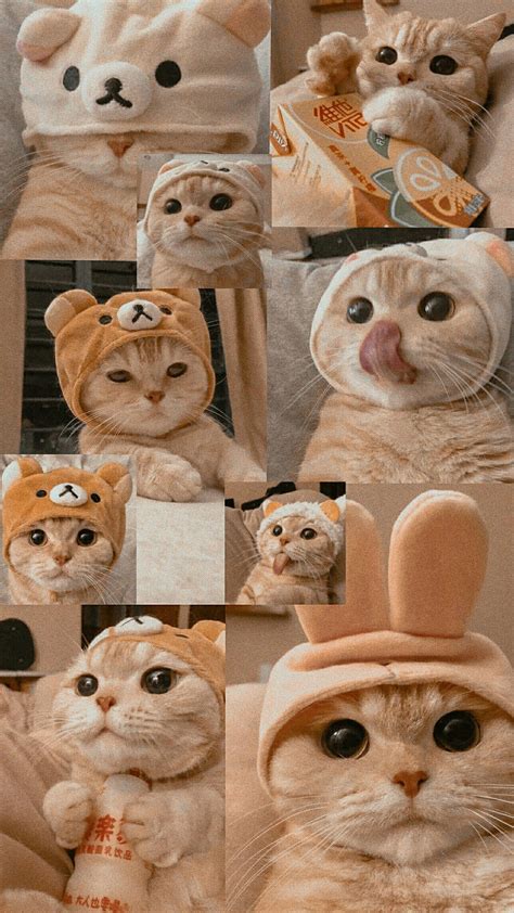 Wallpaper Cute Cat Wallpaper Foto Kucing Aesthetic - pic-jeez