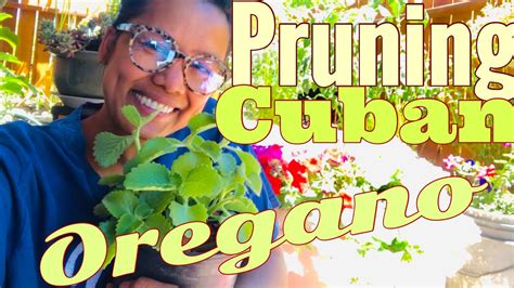 Pruning & Harvesting Oregano Cuban Oregano Buhay America - YouTube