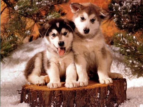 Christmas Husky Dog Wallpaper - Pets Lovers