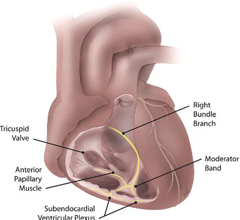 Structure of trabecula septomarginalis | Semantic Scholar