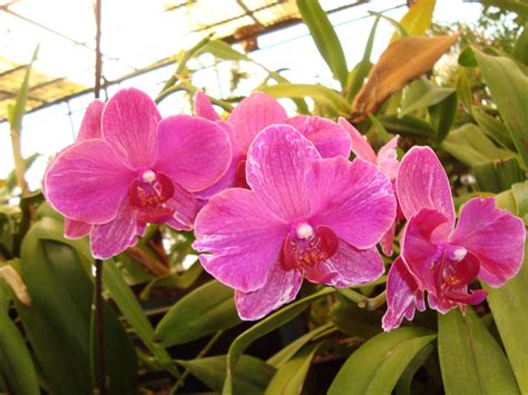 Orchid's from the Atlantic Ocean - The Orchid Gifts of Madeira