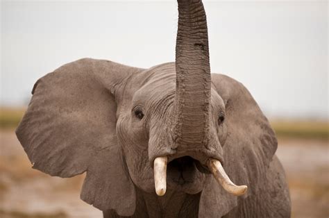 Premium Photo | Elephant trumpeting