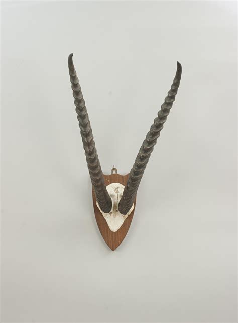 Pair Of Horns On Shield, Grant's Gazelle For Sale at 1stDibs