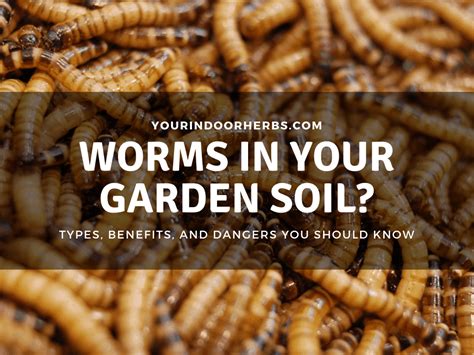 6 Worms You Can Find in Your Garden Soil – Your Indoor Herbs