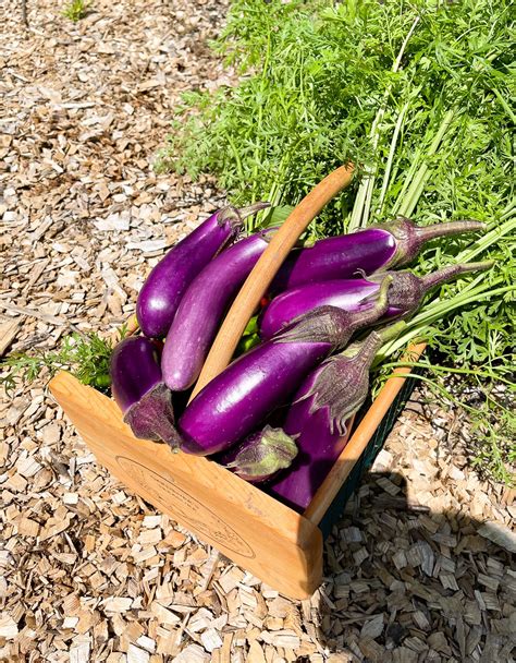 basket of harvested Chinese eggplant