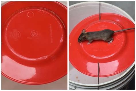 Cara bikin perangkap tikus sederhana, ampuh dengan bantuan 1 alat dan bahan dapur