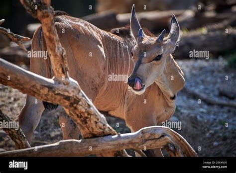 White oryx baby Banque de photographies et d’images à haute résolution - Alamy