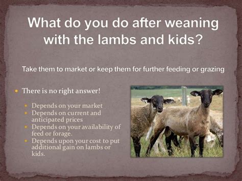 Weaning lambs and kids