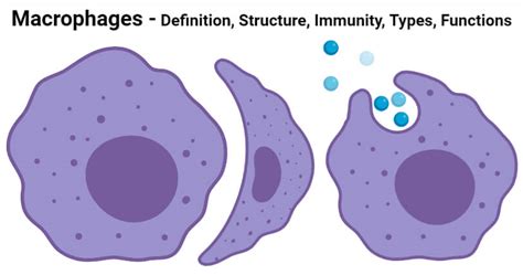 Macrophages: Structure, Immunity, Types, Functions