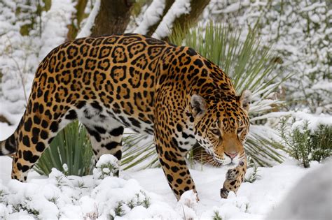 Download Snow Winter Animal Jaguar 4k Ultra HD Wallpaper