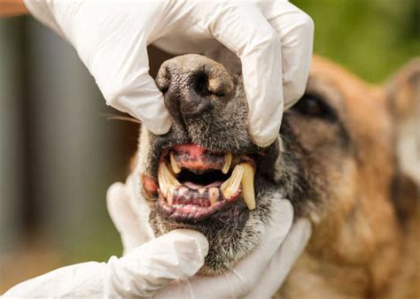 What Causes Rotten Teeth In Dogs
