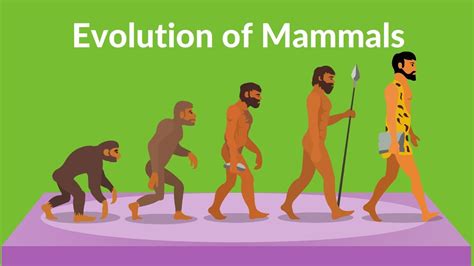 Evolution of Mammals | How did Mammals Evolved | Video for kids - YouTube