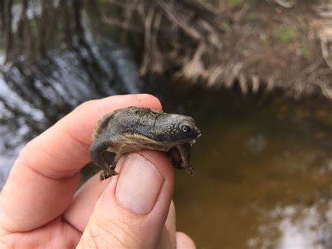 Mary River Turtles almost ready for release & new generation of turtles hatch! | The Foundation ...