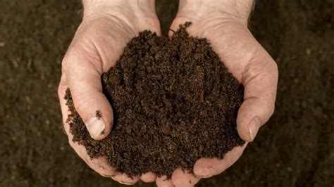 12 Best Composts for Garden – Enrich Your Soil!