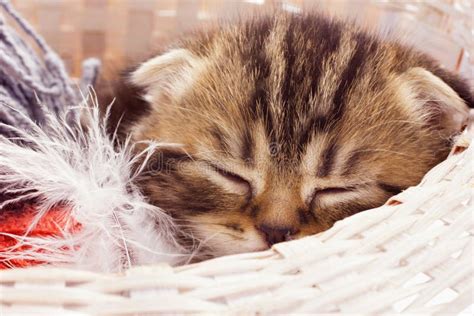 Cute kitten in a basket stock photo. Image of pretty - 26792004