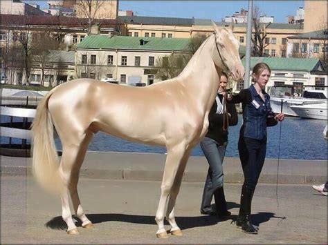 Akhal-Teke | The Akhal Teke is a most distinctive breed of h… | Flickr