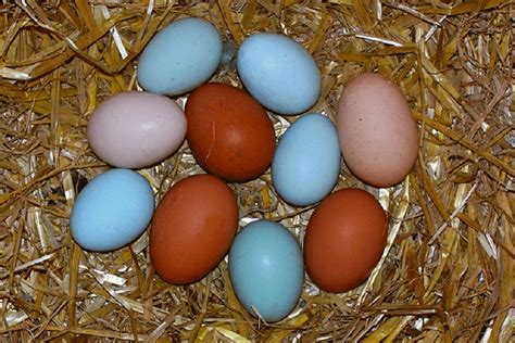 Easter Egger Chicken Colors