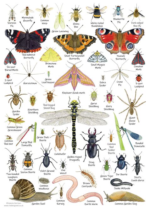 British Minibeasts, Invertebrates Identification A4 Card Poster