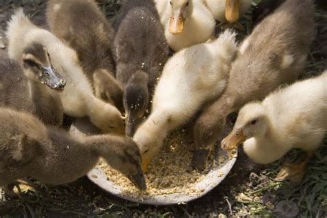 The Ultimate Duck Feeding Guide - The Happy Chicken Coop