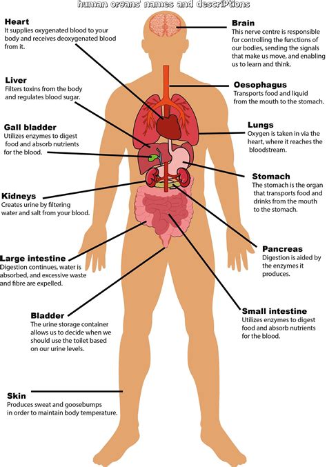 Three A4 PDF files are available for download. Include a poster of a human organ diagram; The ...