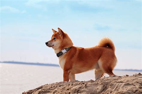 Corgi Shiba Inu Mix - HubPages