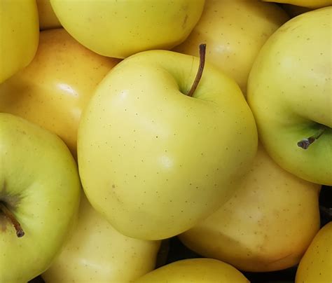 yellow apples and their uses - golden delicious 1.0 - Modern Design