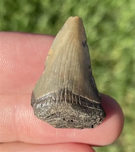 SOUTH CAROLINA FOSSIL Megalodon Sharks Tooth Miocene Meg Meglodon Sharks Teeth $7.99 - PicClick