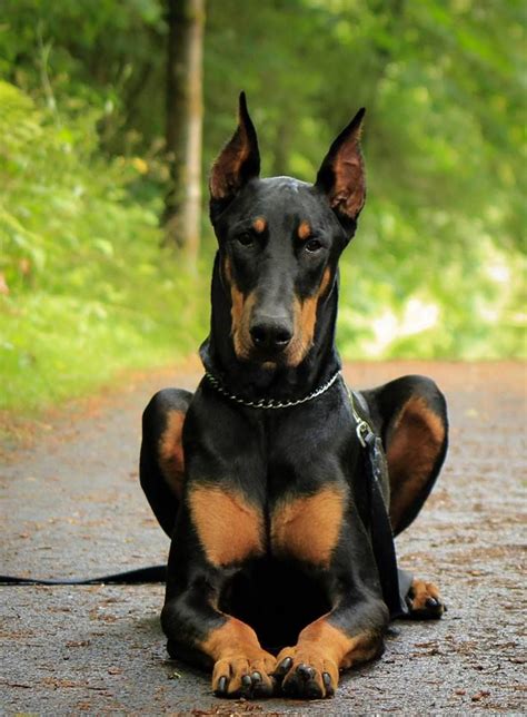 116 best images about Doberman on Pinterest | Doberman pinscher dog, Doberman puppies and ...