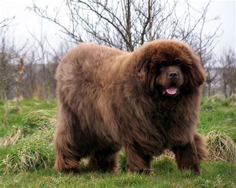 10 Most Expensive Dog Breeds in India - PetHelpful