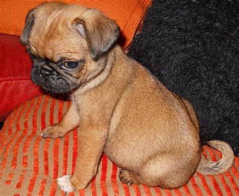 Apricot Pug – Types, Cost, and Pictures