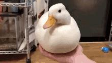 Duck Quack GIFs | Tenor