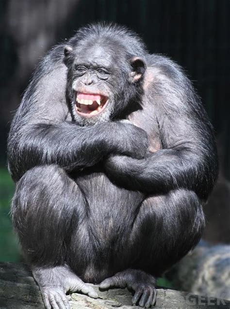 30 Amazing Pictures Showing Animals Different Emotions