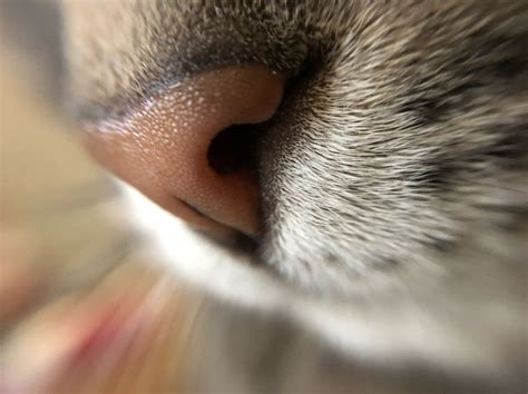 93 Close-Ups Of Cat Noses To Make Your Day | Bored Panda