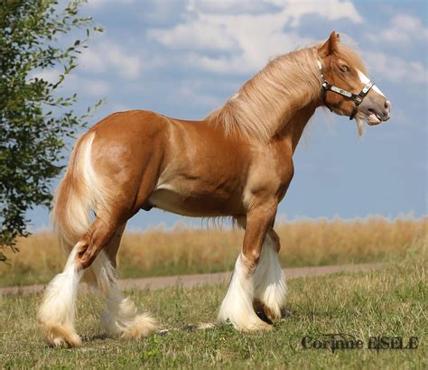 silver chestnut gypsy vanner draft horse Big Horses, Types Of Horses ...