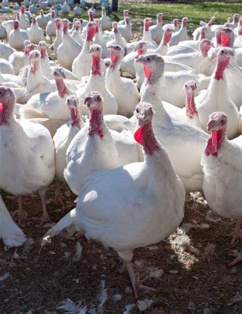 Broad Breasted White Turkey | Cackle Hatchery