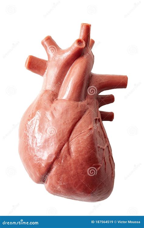 Humans Anatomy and Internal Organs Concept with a Medical Model of the Human Heart Isolated on ...