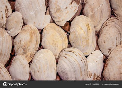 Collection White Seashells Background Stock Photo by ©YAYImages 262289950