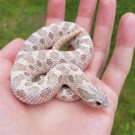 18+ Western hognose snake info