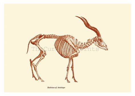 Antelope Skeleton Digital Print /antique Illustration / Home - Etsy ...