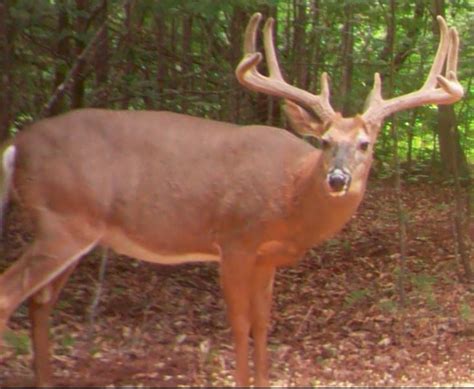 What's Going on with This Buck's Antlers? - The Town Tavern - SurfTalk