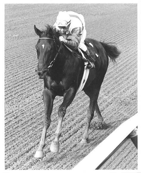 ruffian horse | Tumblr | Horses, Thoroughbred horse racing, Horse racing