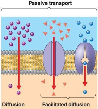 Osmosis in the Kitchen (Lab) – MrKubuske.com