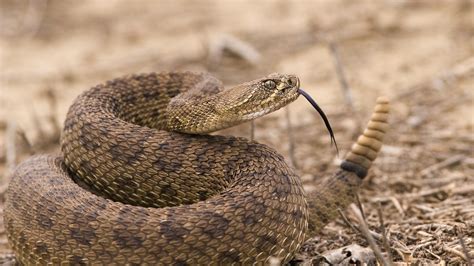 How Do Rattlesnakes Adapt To The Desert?