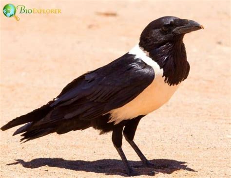 Pied Crow | Corvus Albus | Black and White Bird | Diet | Fun Facts