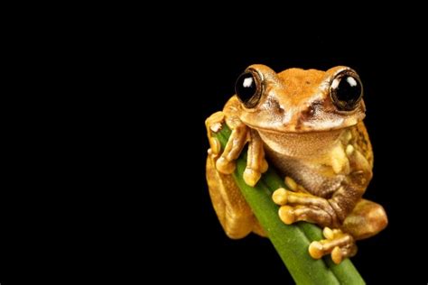 Peacock Tree Frog Leptopelis vermiculatus - Photorator